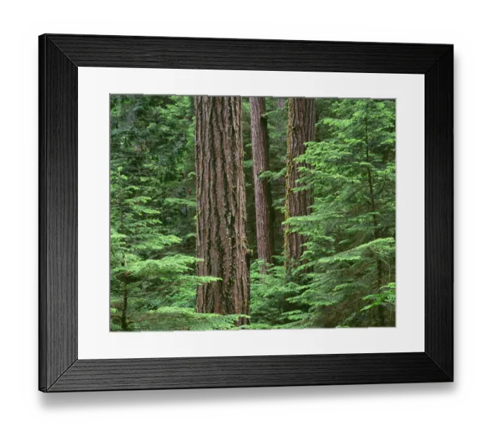 Framed Print : USA, Oregon, Willamette National Forest. Middle Santiam Wilderness, Douglas fir giants Framed Print : USA, Oregon, Willamette National Forest. Middle Santiam Wilderness, Douglas fir giants