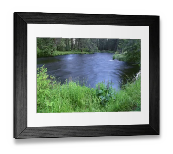 Framed Print : USA, Oregon, Deschutes National Forest. Early summer vegetation and the Metolius River Framed Print : USA, Oregon, Deschutes National Forest. Early summer vegetation and the Metolius River