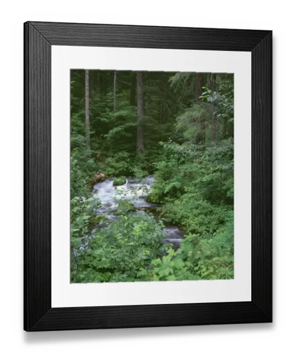 Framed Print : USA, Oregon, Willamette National Forest. Roaring River and surrounding forest in springtime Framed Print : USA, Oregon, Willamette National Forest. Roaring River and surrounding forest in springtime