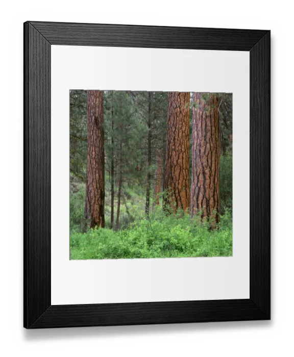 Framed Print : USA, Oregon, Deschutes National Forest. Grove of ponderosa pine in spring, near the Metolius River Framed Print : USA, Oregon, Deschutes National Forest. Grove of ponderosa pine in spring, near the Metolius River