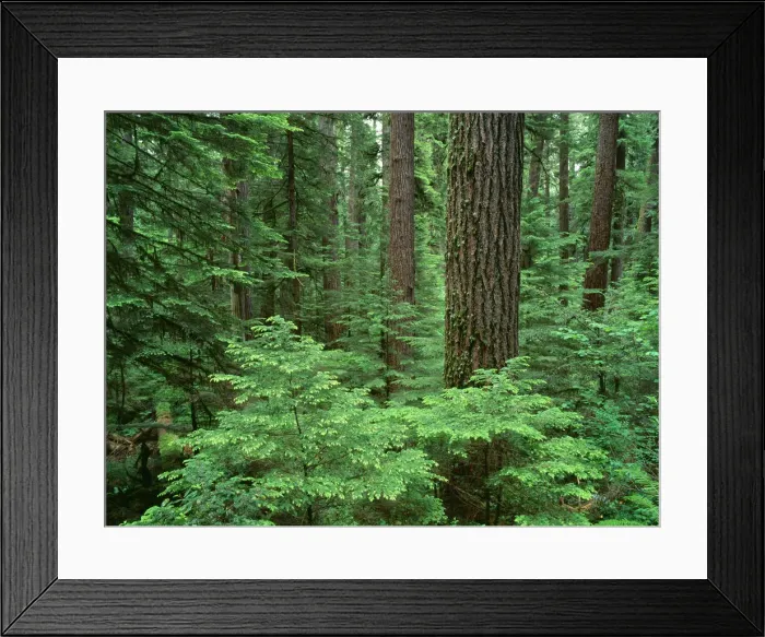 Framed Print : USA, Oregon, Willamette National Forest. Middle Santiam Wilderness, Douglas fir giants Framed Print : USA, Oregon, Willamette National Forest. Middle Santiam Wilderness, Douglas fir giants