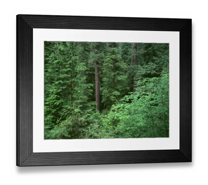 Framed Print : USA, Oregon, Willamette National Forest. Middle Santiam Wilderness, Old-growth forest