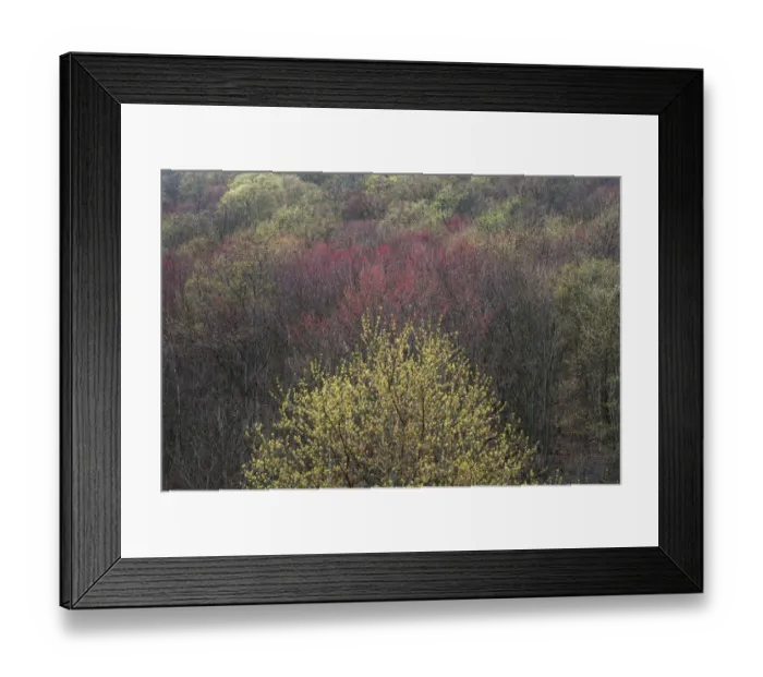 Framed Print : USA, New York State. Spring blooming trees, Labrador Hollow Unique Area