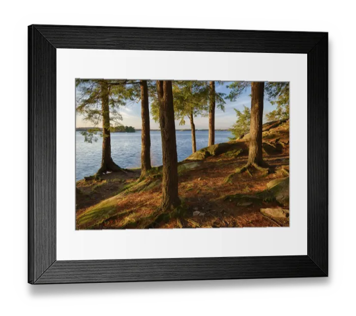 Framed Print : USA, New York State. Pine trees bathed in evening light along the St. Lawrence River Framed Print : USA, New York State. Pine trees bathed in evening light along the St. Lawrence River