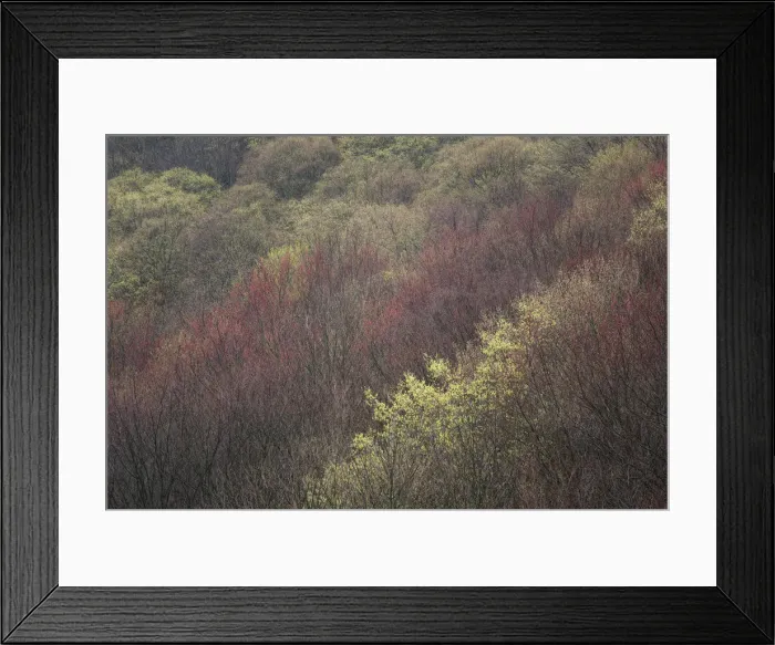 Framed Print : USA, New York State. Spring blooming trees, Labrador Hollow Unique Area