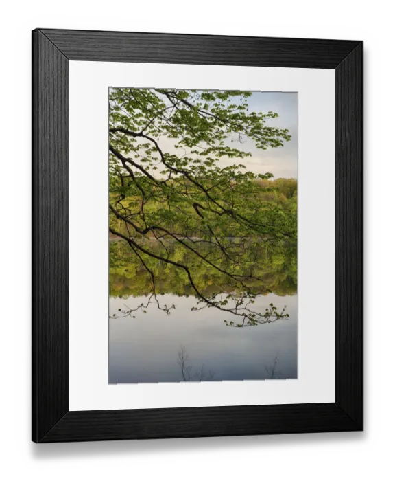 Framed Print : USA, New York State. Calm spring morning on Round Lake