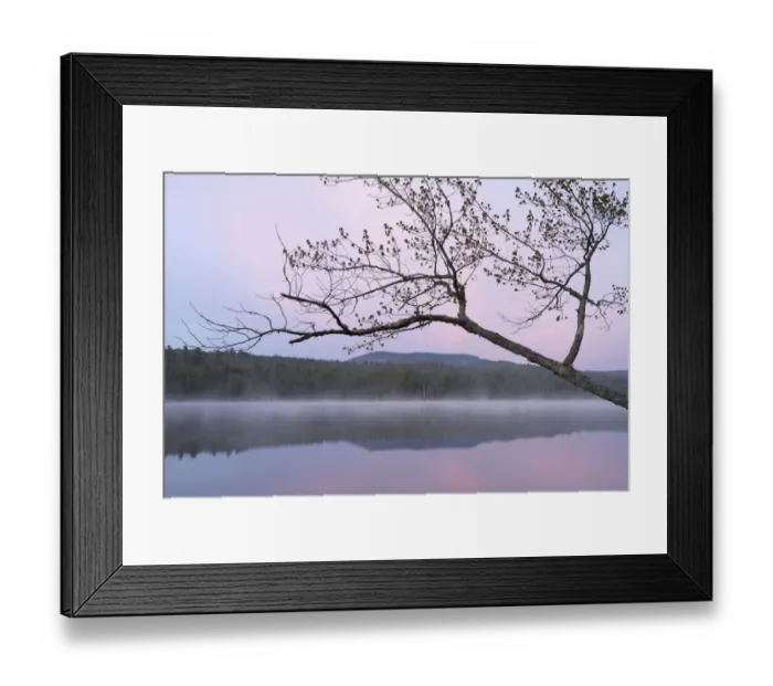 Framed Print : USA, New York State. Morning mist and reflections on Lake Durant, Adirondack Mountains