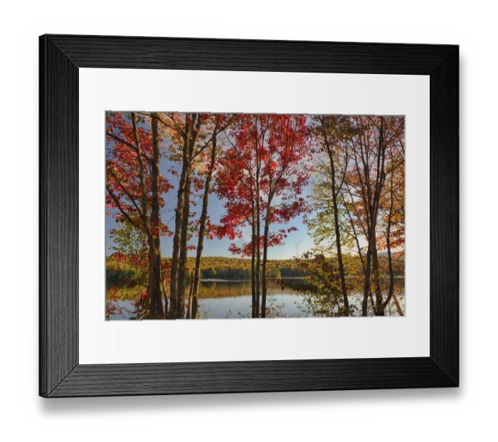 Framed Print : USA, New York State. Lake Durant framed by autumn maples, Adirondack Mountains Framed Print : USA, New York State. Lake Durant framed by autumn maples, Adirondack Mountains