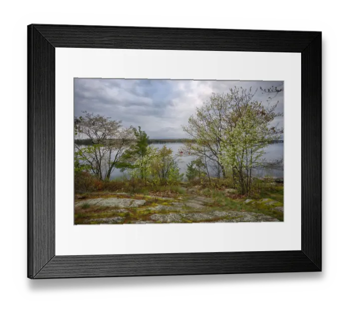 Framed Print : USA, New York State. Spring blooming trees overlooking the St. Lawrence River, Wellesley Island Framed Print : USA, New York State. Spring blooming trees overlooking the St. Lawrence River, Wellesley Island