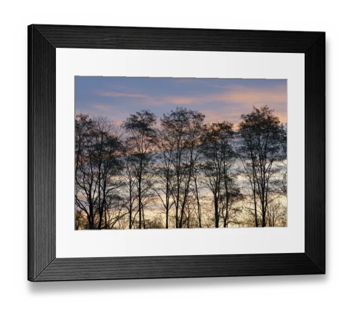 Framed Print : USA, New York State. Trees silhouetted against a November sky Framed Print : USA, New York State. Trees silhouetted against a November sky