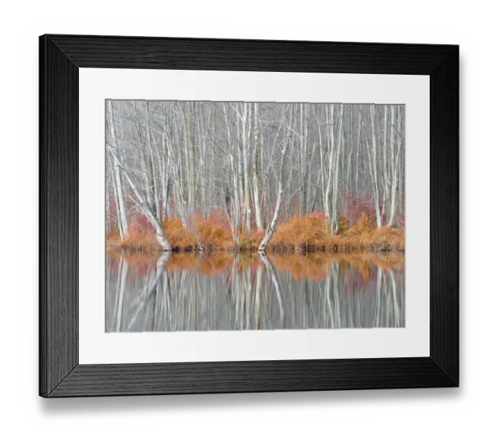 Framed Print : USA, New York State. Bare trees and autumn ferns, Beaver Lake Nature Center Framed Print : USA, New York State. Bare trees and autumn ferns, Beaver Lake Nature Center