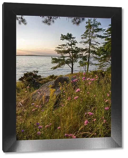 USA, New York State. Wildflowers bathed in sunset light, Kring Point State Park