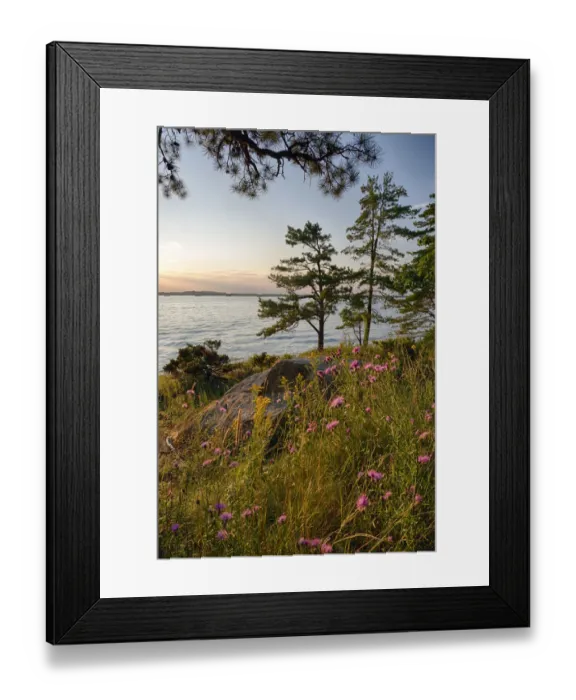 Framed Print : USA, New York State. Wildflowers bathed in sunset light, Kring Point State Park