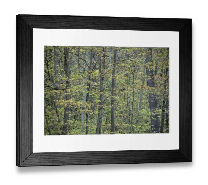 Framed Print : USA, New York State. Spring forest, Wellesley Island State Park Framed Print : USA, New York State. Spring forest, Wellesley Island State Park
