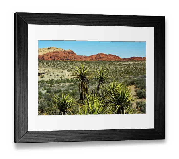Framed Print : Soap tree yucca, yucca elata, Red Rock Canyon, National Conservation Area, Nevada, USA Framed Print : Soap tree yucca, yucca elata, Red Rock Canyon, National Conservation Area, Nevada, USA