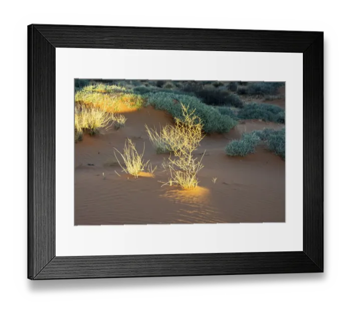 Framed Print : Illuminated grasses, Scenic Drive, Valley of Fire State Park, Nevada, USA Framed Print : Illuminated grasses, Scenic Drive, Valley of Fire State Park, Nevada, USA