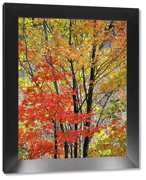 USA, New York State. Backlit autumn maples, Adirondack Mountains