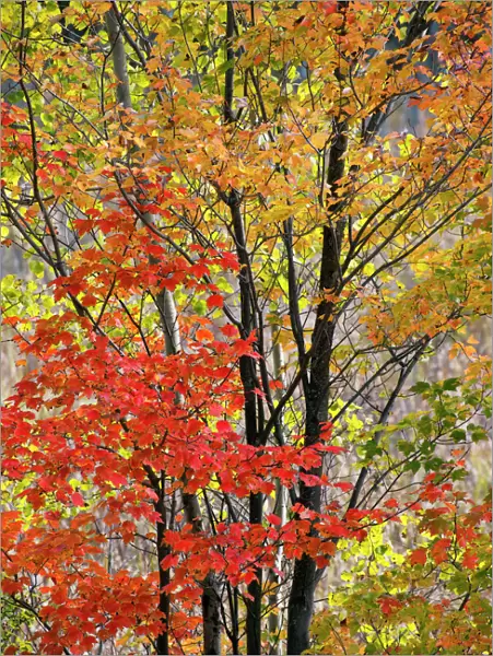 USA, New York State. Backlit autumn maples, Adirondack Mountains