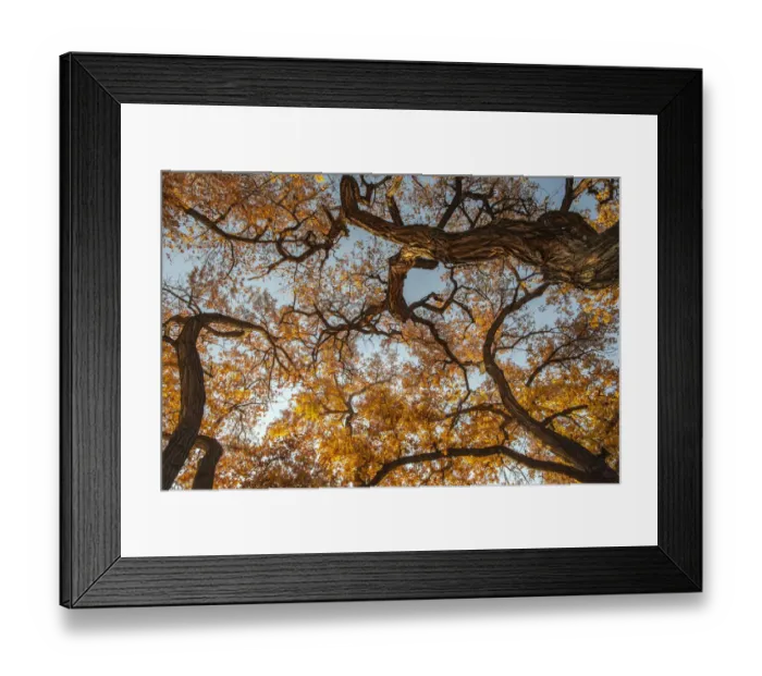 Framed Print : Cottonwood trees in fall foliage, Rio Grande Nature Park, Albuquerque, New Mexico Framed Print : Cottonwood trees in fall foliage, Rio Grande Nature Park, Albuquerque, New Mexico