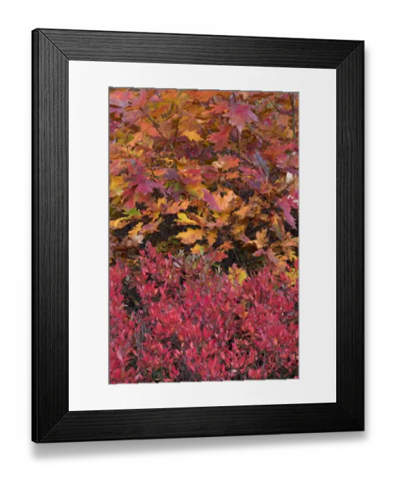Framed Print : USA, Maine. Colorful autumn colors of Low Bush Blueberry and Bigleaf Maple, Acadia National Park Framed Print : USA, Maine. Colorful autumn colors of Low Bush Blueberry and Bigleaf Maple, Acadia National Park