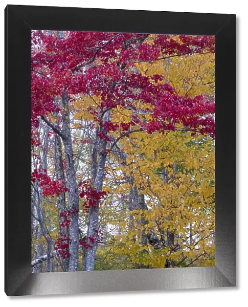 USA, Maine. Autumn foliage, Sieur de Monts, Acadia National Park
