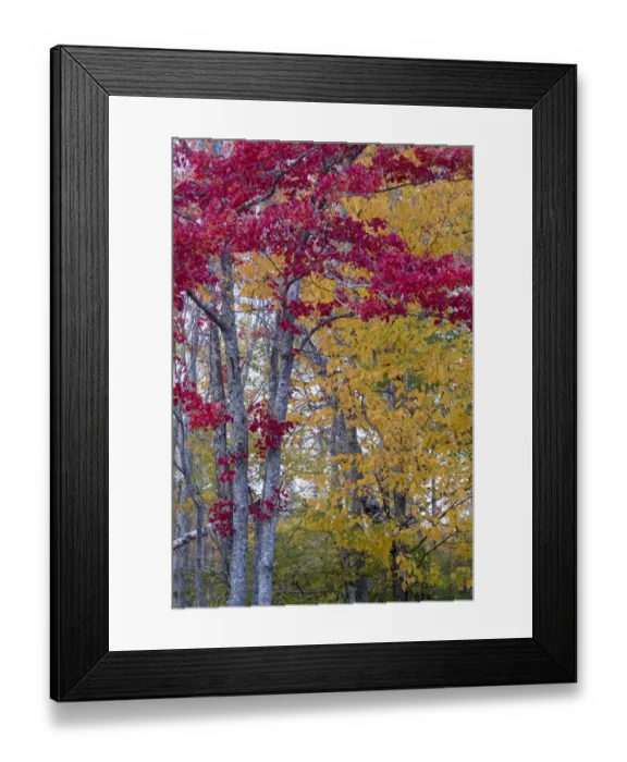 Framed Print : USA, Maine. Autumn foliage, Sieur de Monts, Acadia National Park Framed Print : USA, Maine. Autumn foliage, Sieur de Monts, Acadia National Park
