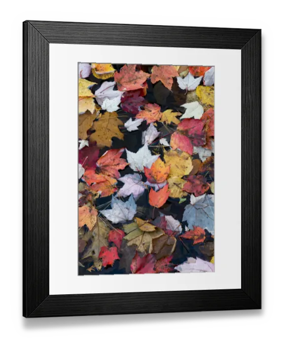 Framed Print : USA, Maine. Autumn leaves on Duck Brook, Acadia National Park Framed Print : USA, Maine. Autumn leaves on Duck Brook, Acadia National Park