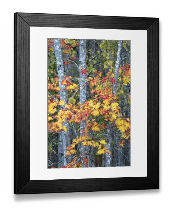 Framed Print : USA, Maine. Vibrant colors of the Sugar Maple, Sieur de Monts, Acadia National Park