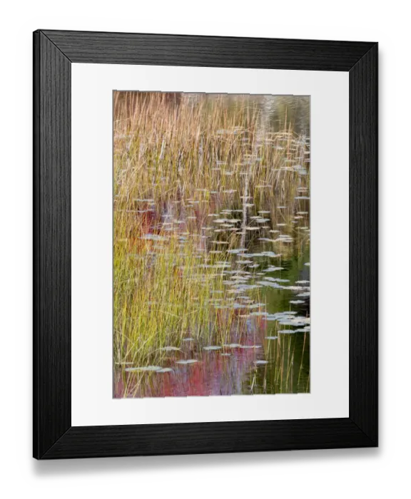 Framed Print : USA, Maine. Grasses and lily pads on New Mills Meadow Pond, Acadia National Park Framed Print : USA, Maine. Grasses and lily pads on New Mills Meadow Pond, Acadia National Park