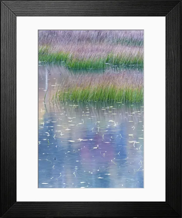 Framed Print : USA, Maine. Grasses and water lily pads with reflections, the Tarn, Acadia National Park Framed Print : USA, Maine. Grasses and water lily pads with reflections, the Tarn, Acadia National Park
