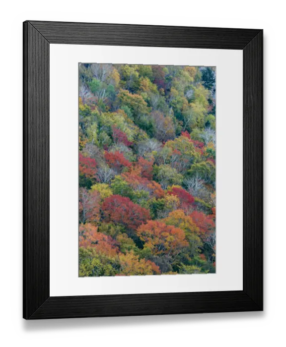Framed Print : USA, Maine. Autumn foliage in the forests near Jordan Pond, Acadia National Park Framed Print : USA, Maine. Autumn foliage in the forests near Jordan Pond, Acadia National Park