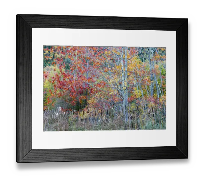 Framed Print : USA, Maine. Colorful autumn foliage in the forests of Sieur de Monts, Acadia National Park