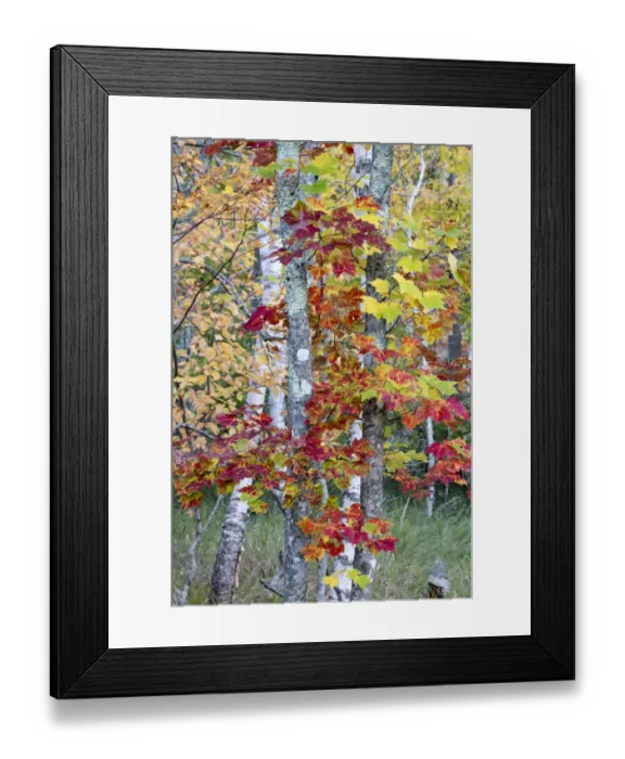 Framed Print : USA, Maine. Autumn foliage, Sugar Maple (Acer saccharum), Sieur de Monts, Acadia National Park Framed Print : USA, Maine. Autumn foliage, Sugar Maple (Acer saccharum), Sieur de Monts, Acadia National Park