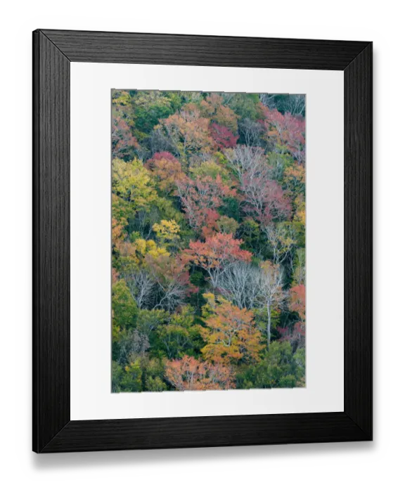 Framed Print : USA, Maine. Autumn foliage in the forests near Jordan Pond, Acadia National Park Framed Print : USA, Maine. Autumn foliage in the forests near Jordan Pond, Acadia National Park