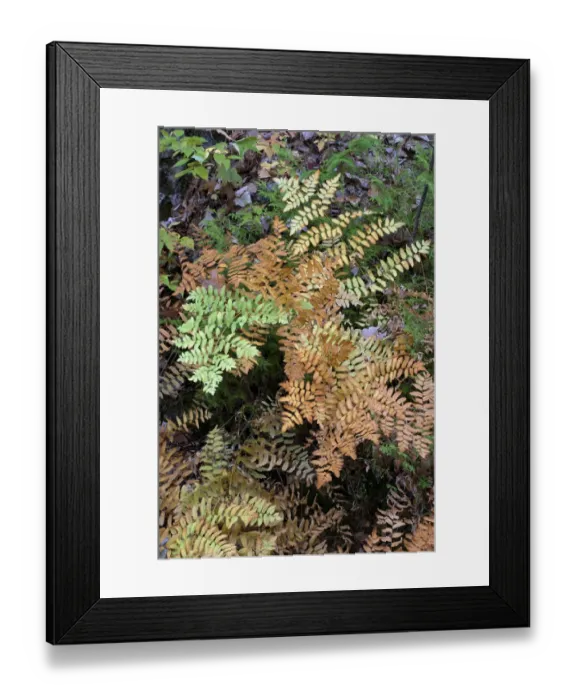 Framed Print : USA, Maine. Royal Ferns (Osmunda regalis) growing along Duck Brook, Acadia National Park