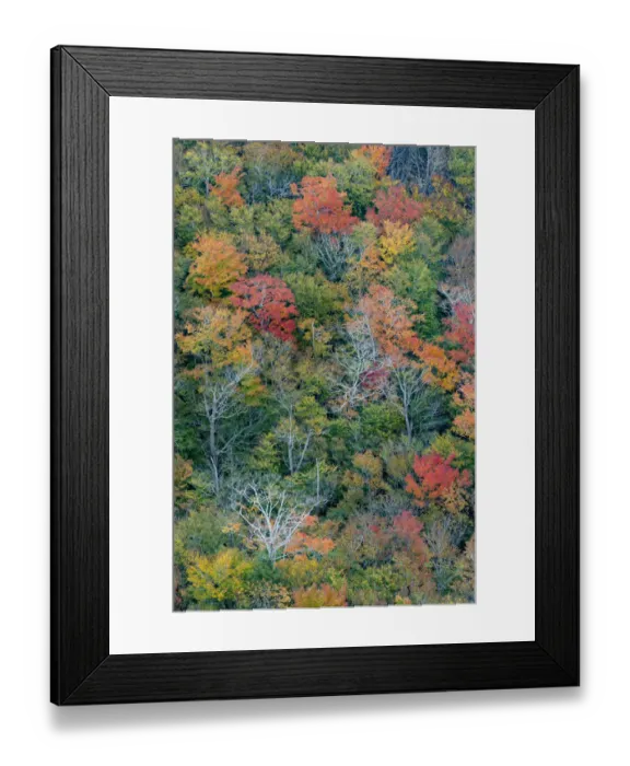 Framed Print : USA, Maine. Autumn foliage viewed from atop The Bubbles, near Jordan Pond, Acadia National Park Framed Print : USA, Maine. Autumn foliage viewed from atop The Bubbles, near Jordan Pond, Acadia National Park