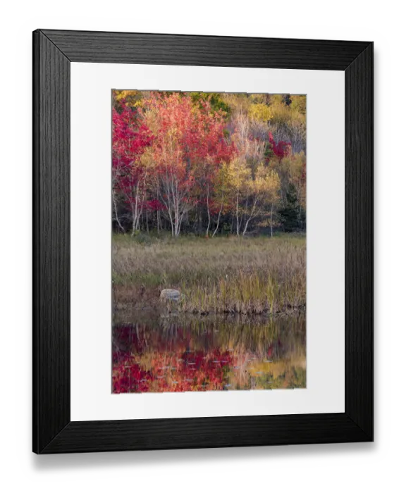 Framed Print : USA, Maine. Autumn foliage reflected in a pond, Acadia National Park Framed Print : USA, Maine. Autumn foliage reflected in a pond, Acadia National Park