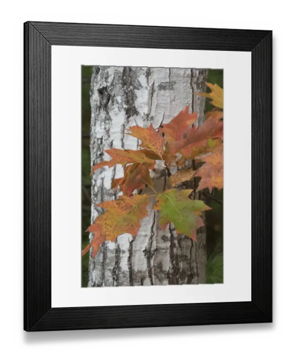 Framed Print : USA, Maine. Autumn foliage, Bigleaf Maple, Sieur de Monts, Acadia National Park