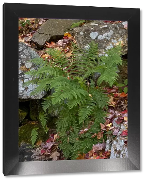 USA, Maine. Ferns growing among autumn foliage and boulders along Duck Brook, Acadia National Park