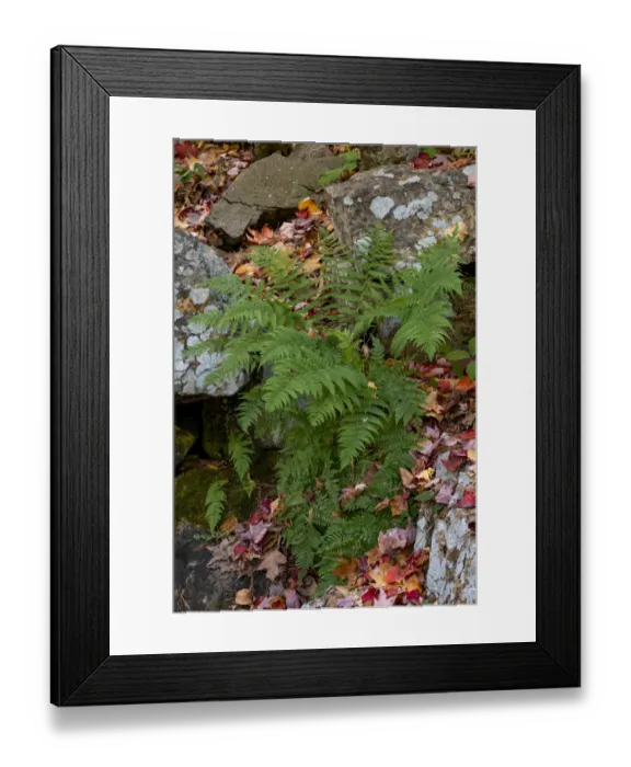 Framed Print : USA, Maine. Ferns growing among autumn foliage and boulders along Duck Brook, Acadia National Park Framed Print : USA, Maine. Ferns growing among autumn foliage and boulders along Duck Brook, Acadia National Park