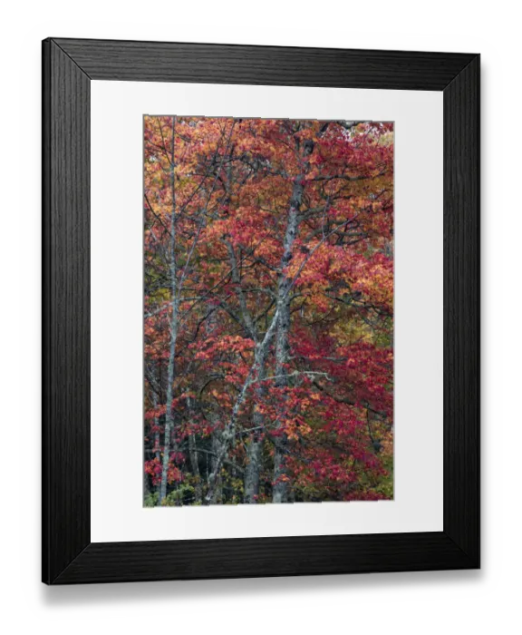 Framed Print : USA, Maine. Autumn foliage, Sugar Maple (Acer saccharum), Sieur de Monts, Acadia National Park Framed Print : USA, Maine. Autumn foliage, Sugar Maple (Acer saccharum), Sieur de Monts, Acadia National Park