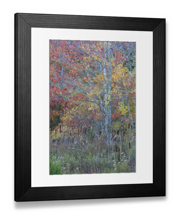 Framed Print : USA, Maine. Colorful autumn foliage in the forests of Sieur de Monts, Acadia National Park Framed Print : USA, Maine. Colorful autumn foliage in the forests of Sieur de Monts, Acadia National Park