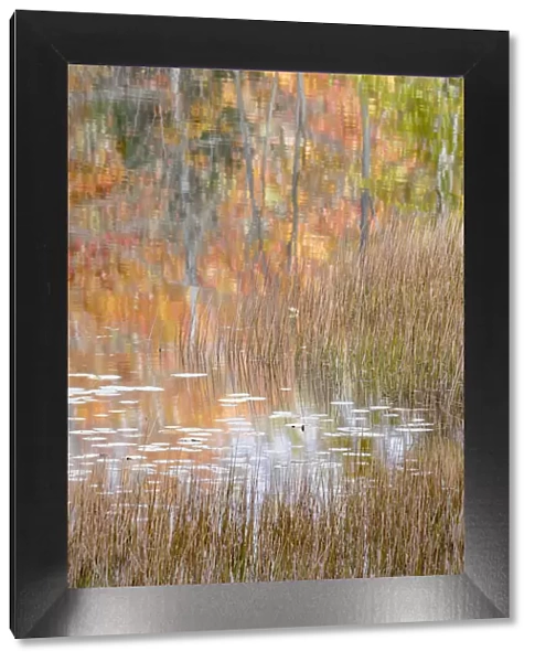 USA, Maine. Autumn reflections and grasses on New Mills Meadow Pond, Acadia National Park