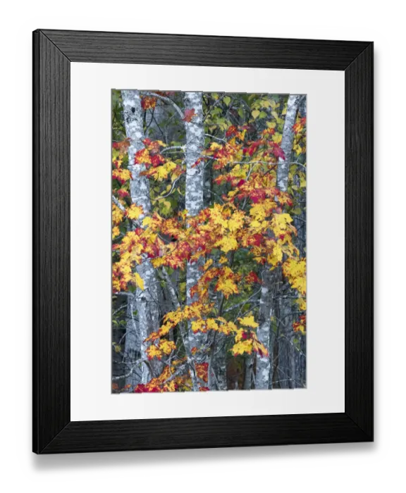 Framed Print : USA, Maine. Sugar Maple, Sieur de Monts, Acadia National Park Framed Print : USA, Maine. Sugar Maple, Sieur de Monts, Acadia National Park