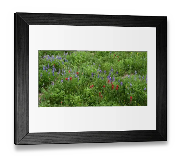Framed Print : USA, Oregon. Mount Hood National Forest, Mount Hood Wilderness, Paintbrush and lupine Framed Print : USA, Oregon. Mount Hood National Forest, Mount Hood Wilderness, Paintbrush and lupine