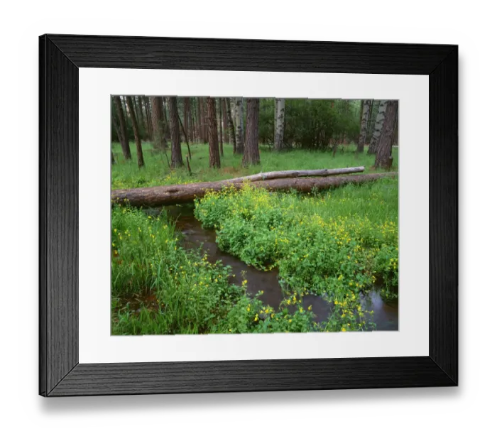 Framed Print : USA, Oregon. Deschutes National Forest, yellow monkeyflower blooms along Cold Spring Framed Print : USA, Oregon. Deschutes National Forest, yellow monkeyflower blooms along Cold Spring