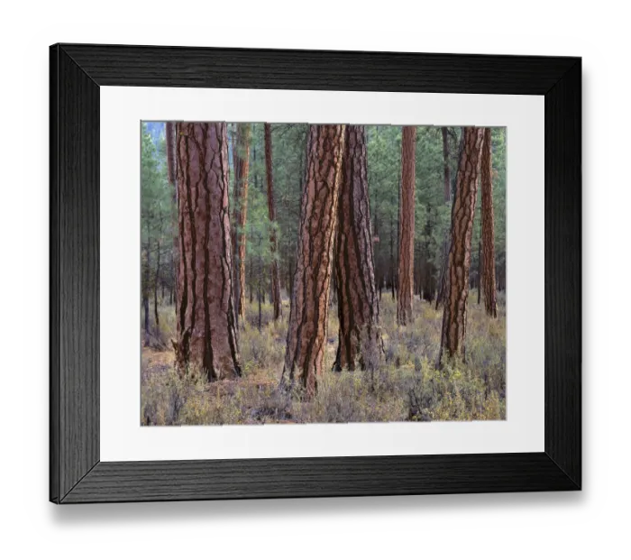 Framed Print : USA, Oregon. Deschutes National Forest, trunks of mature ponderosa pine in autumn, Metolius Valley