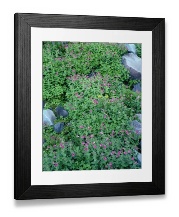 Framed Print : USA, Oregon. Mount Hood National Forest, Mount Hood Wilderness, purple blossoms of