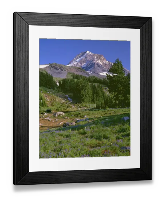 Framed Print : USA, Oregon. Mount Hood National Forest, Mount Hood Wilderness, summer meadow of Framed Print : USA, Oregon. Mount Hood National Forest, Mount Hood Wilderness, summer meadow of