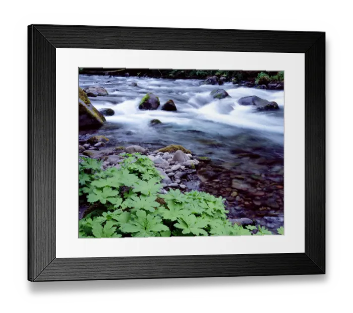 Framed Print : USA, Oregon, Willamette National Forest. South Fork of the McKenzie River with coltsfoot in spring Framed Print : USA, Oregon, Willamette National Forest. South Fork of the McKenzie River with coltsfoot in spring